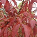 Aesculus x neglecta feuille automne (2)